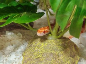 快来看我的小可爱-NekoGAL - Galgame传递者