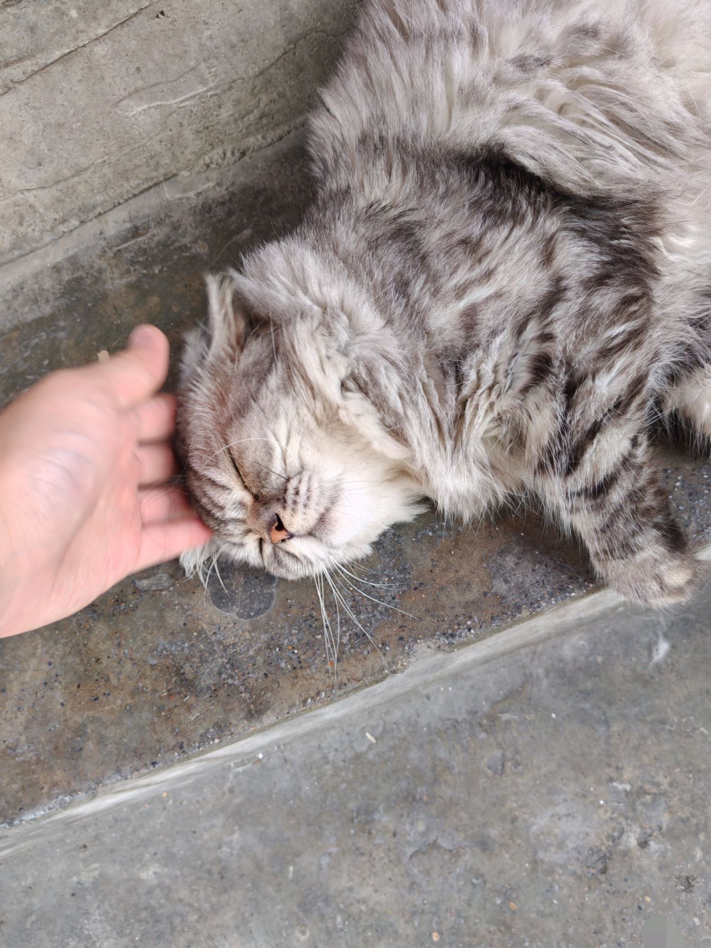 水果店老板的小猫咪！₍˄·͈༝·*₎◞ ̑̑-NekoGAL - Galgame传递者