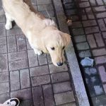 linglnyo的头像-NekoGAL - Galgame传递者